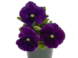 viola flower png transparent background