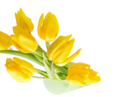 Tulpe Blume png transparent Hintergrund