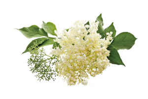 fläder blomma png transparent bakgrund