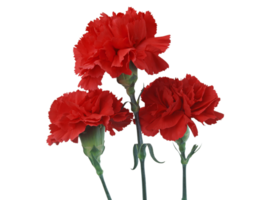 carnation flower png transparent background