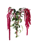 amarant blomma png transparent bakgrund