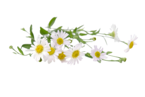 fête Marguerite fleur png transparent Contexte