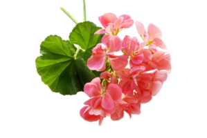 geranium flower png transparent background