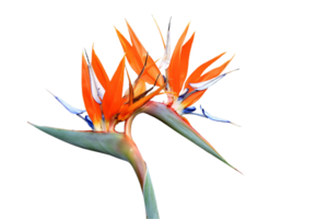 vogel van paradijs bloem PNG transparant achtergrond