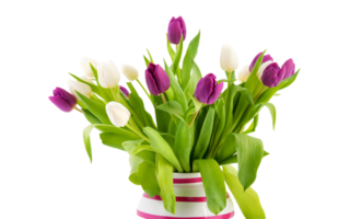 Tulip flower png transparent background