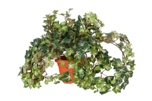 Hedera Helix png transparent background