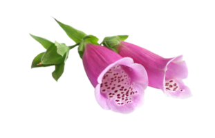 foxglove flower png transparent background