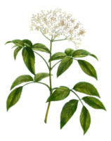 Elderberry flower png transparent background