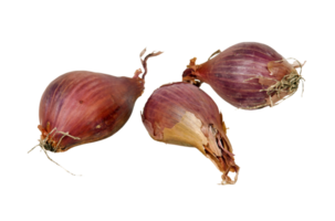 onion png transparent background