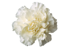 carnation flower png transparent background