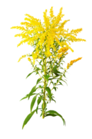 goldenrod png transparent background