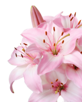 lily flower png transparent background