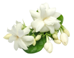 jasmine flower png transparent background