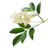 Elderberry flower png transparent background