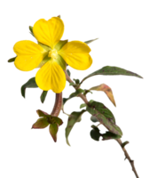 evening primrose flower png transparent background