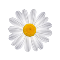 fiesta daisy flower png transparent background