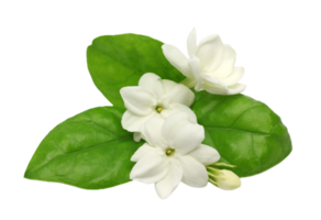 jasmin fleur png transparent Contexte