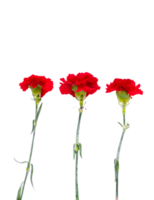 œillet fleur png transparent Contexte