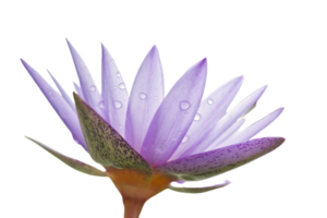 loto flor png transparente antecedentes