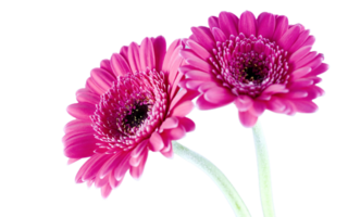 Gerbera png transparent background