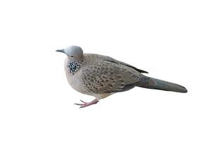 Zebra dove is standing tilted head suspiciously on a white background. photo