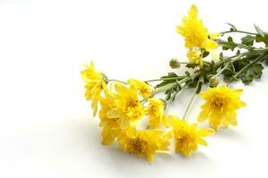 Yellow Chrysanthemum bouquet bloom and rain drops isolated on white background. photo