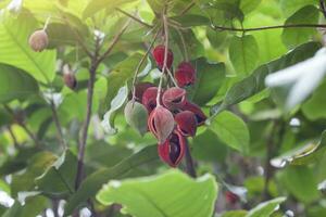 Fresh Sterculia monosperma or chestnuts on tree with sunlight of Thai species. photo