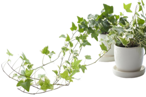 Hedera Helix png transparent background