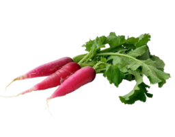 radish png transparent background