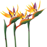 Vogel von Paradies Blume png transparent Hintergrund