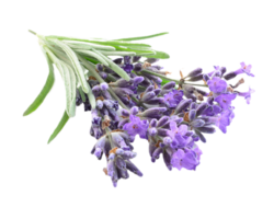 purple giant hyssop flower png transparent background