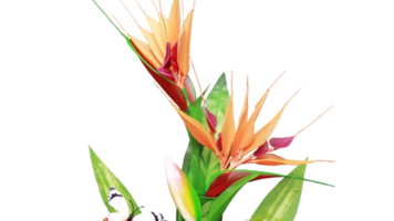 Vogel von Paradies Blume png transparent Hintergrund