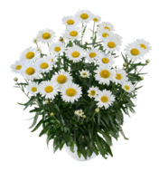 fiesta daisy flower png transparent background