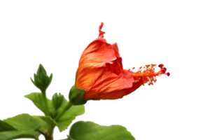 hibisco flor png transparente fundo