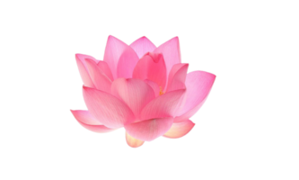 lotus flower png transparent background