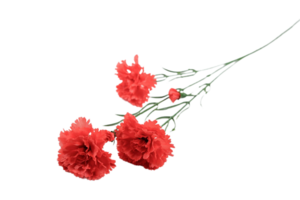 œillet fleur png transparent Contexte