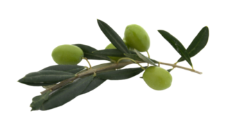 Olive png transparent background