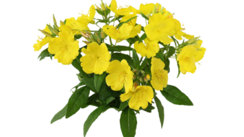 evening primrose flower png transparent background