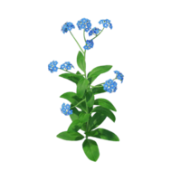 glömma mig inte blomma png transparent bakgrund