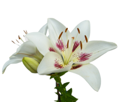 Lilie Blume png transparent Hintergrund