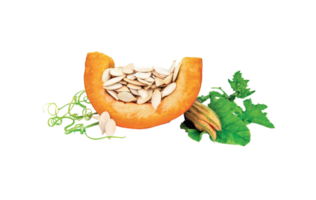 Pumpkin png transparent background