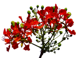 Gulmohar flower png transparent background