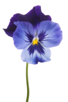 viola flor png transparente fundo