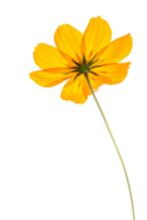 Cosmos flower png transparent background