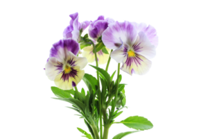 viola del pensiero fiore png trasparente sfondo