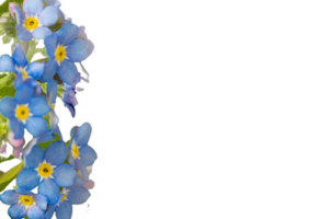 glömma mig inte blomma png transparent bakgrund