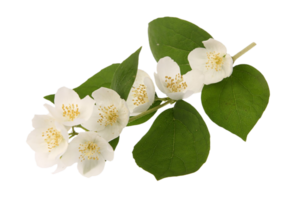 jasmijn bloem PNG transparant achtergrond