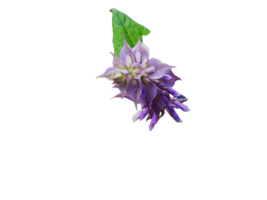 falsk salvia blomma png transparent bakgrund