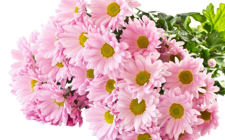 Chrysantheme Blume png transparent Hintergrund