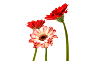 Gerbera png transparent background